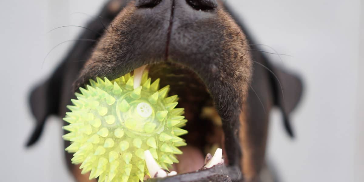 Das richtige Spielzeug für Hunde