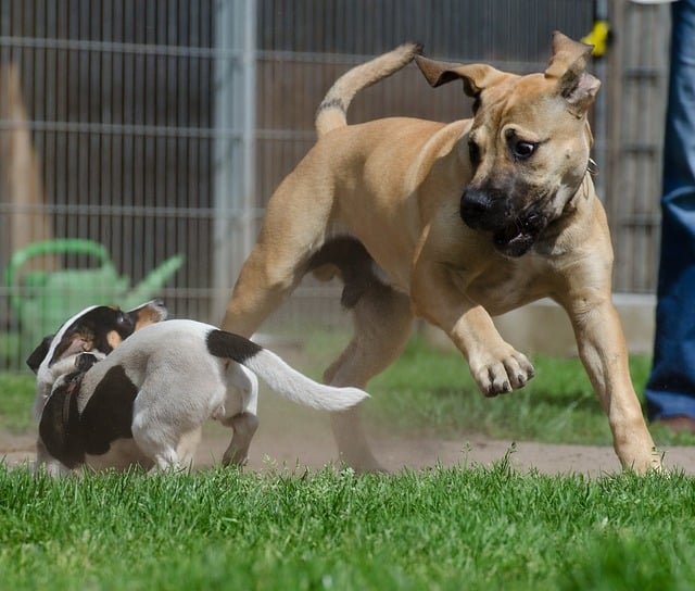 Boerboel und Jack Russel