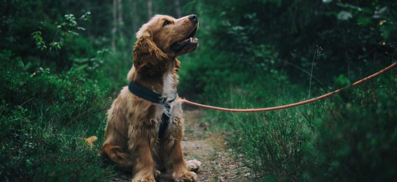 Cocker Spaniel Welpe an der Leine