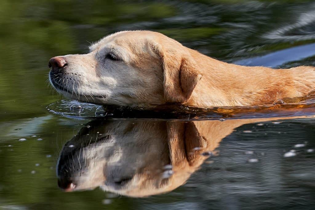 Labrador schwimmt ohne Halsband oder Geschirr