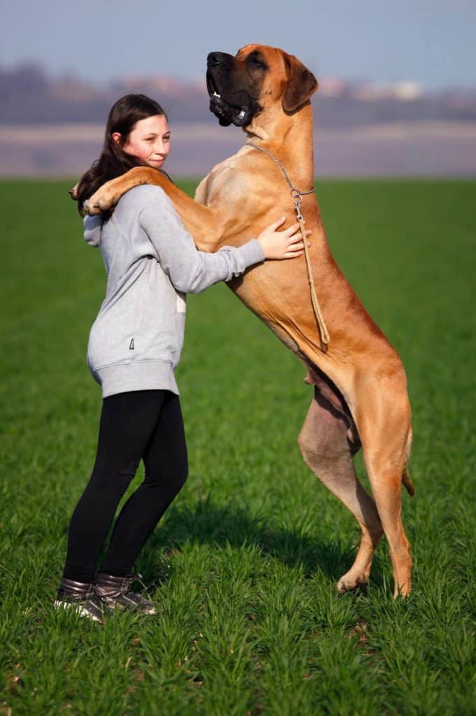 Großer Hund
