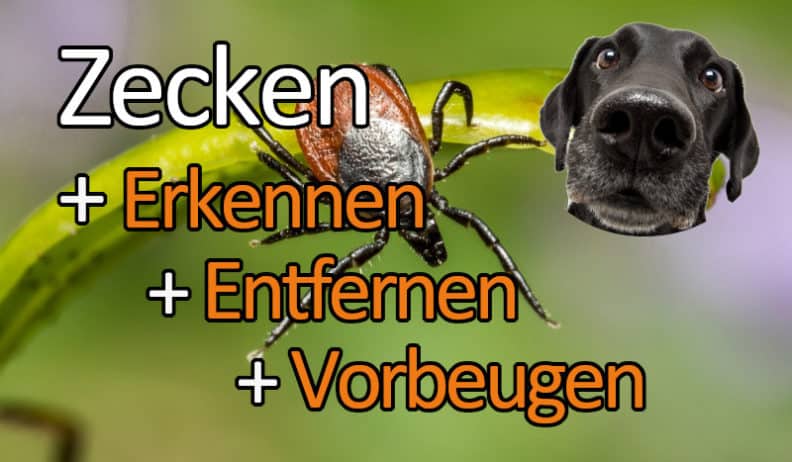 Zecken beim Hund - Erkennen, Entfernen, Vorbeugen