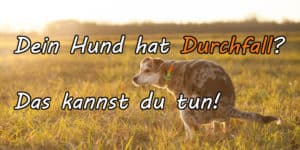 Was tun bei Durchfall beim Hund?