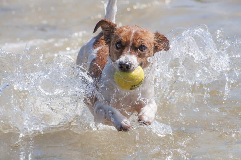 Jack Russell Terrier mit Tennisball im Wasser