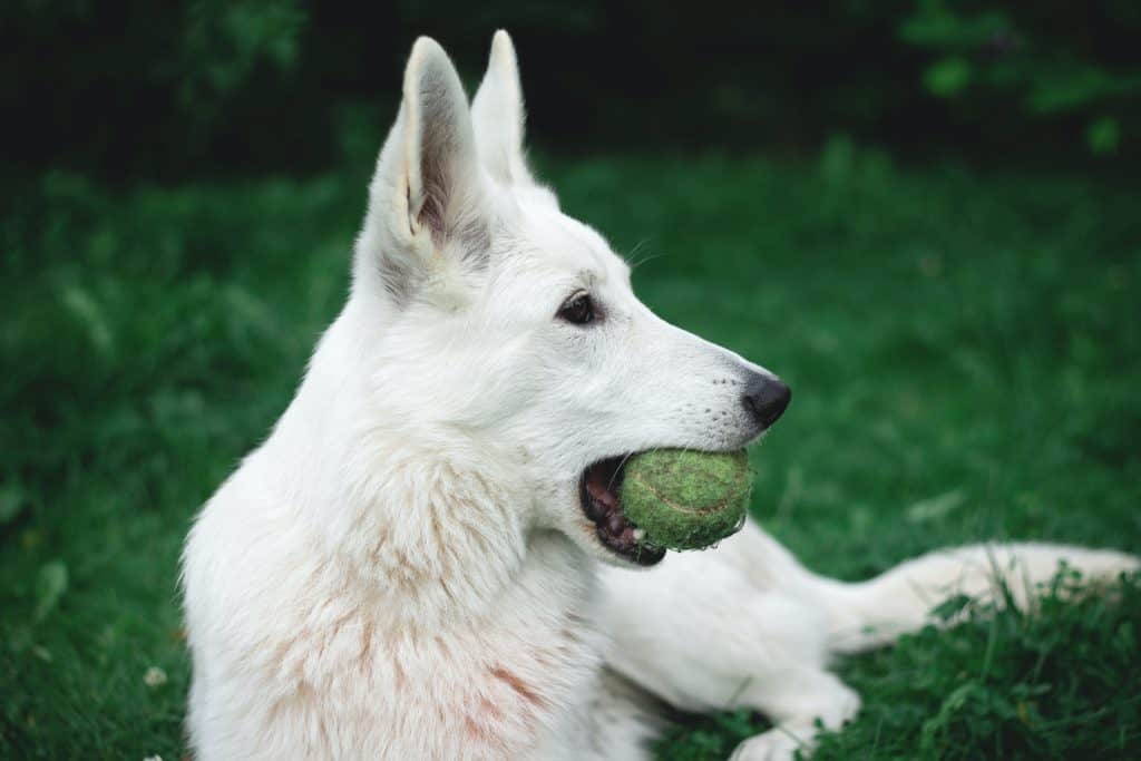 Weißer Schäferhund kaut auf einem Tennisball - nicht gut!