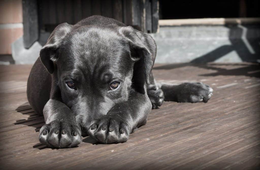 Dein Hund wirkt etwas schlapper als sonst? :(