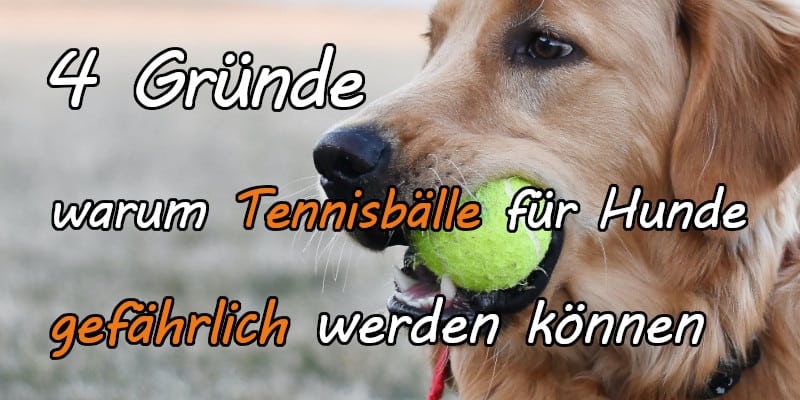 Warum Tennisbälle für Hunde gefährlich sind