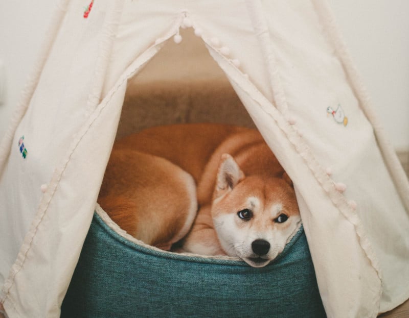 Hundebett mit Dach - Hundehöhle als sicherer Rückzugsort